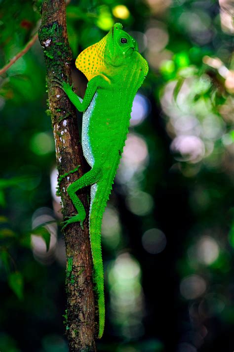 42 Green Animals Found in Nature and Their Colorful Features | Color ...