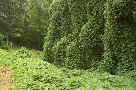 ornamental plants kudzu Kudzu wachsende plantura wächst pflanze ...