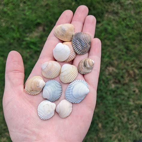 Real Texas Seashells Assorted Colors Small 12 Or 24 Count Bulk Shells