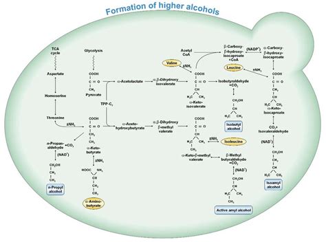 A Schematic Representation Of The Biosynthesis Of Higher Alcohols In