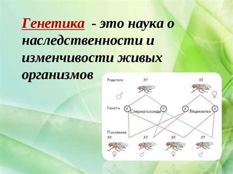 Основы генетики - презентация онлайн