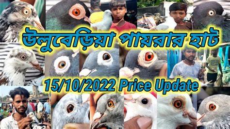 Current Exotic Pigeon Price Update At Uluberia Pigeon S Market