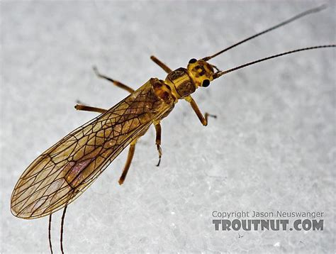 Plecoptera - Alchetron, The Free Social Encyclopedia