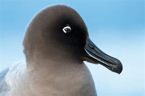 Presentación de los albatros y petreles de la isla Marion afectados por