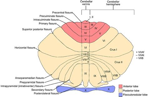 Cerebellum Anatomy Diagram