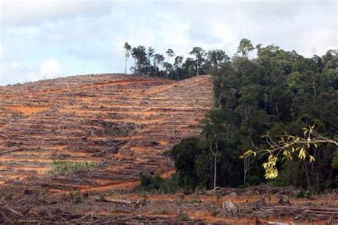 Kementerian LHK Cabut 192 Izin Usaha Konsesi Kawasan Hutan Ini