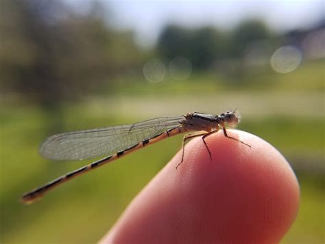 Small Damselfly whose wings I helped unstick. : r/awwnverts