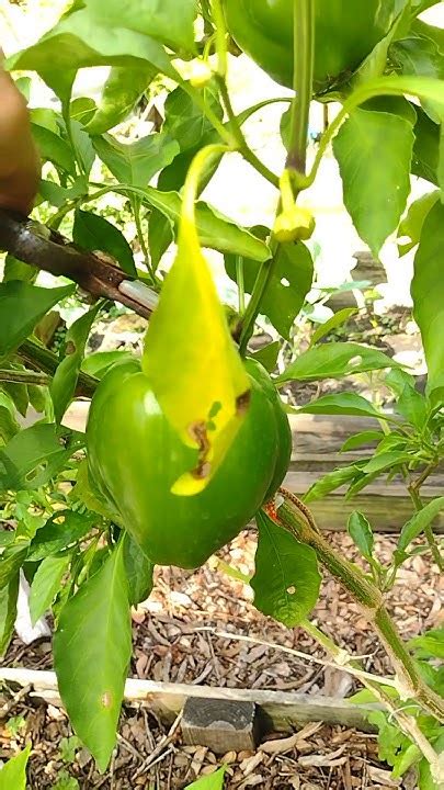 How To Harvest Bell Peppers Off Of A Bell Pepper Trees Youtube