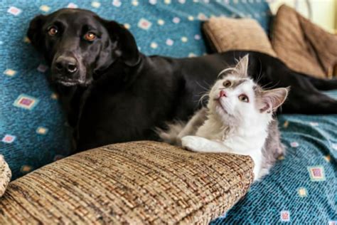 5 Ras Anjing Yang Bisa Jadi Teman Baik Kucing Peliharaan