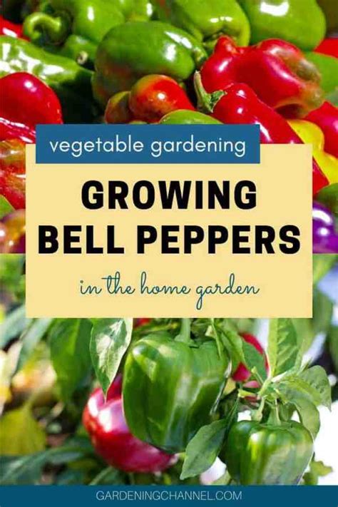 How to Grow Bell Peppers (Capsicum annuum) - Gardening Channel