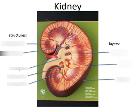 Kidney Labeling Diagram Quizlet