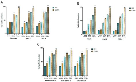 Kinetics Of Biofilm Formation Of S Aureus And P Aeruginosa Strains Download Scientific