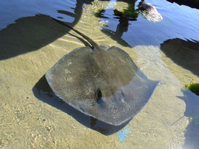 The Online Zoo - Southern Stingray