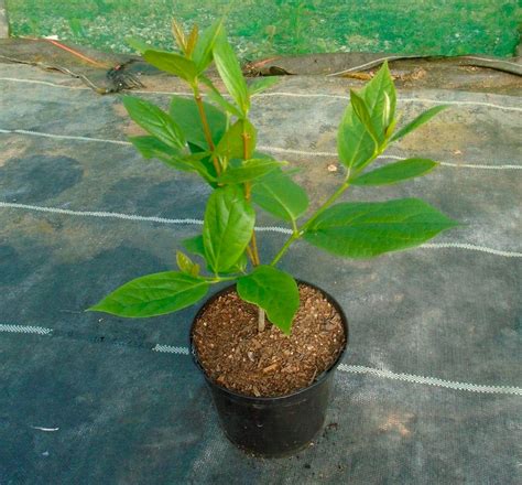 Каликант: описание, посадка и уход, размножение, сорта