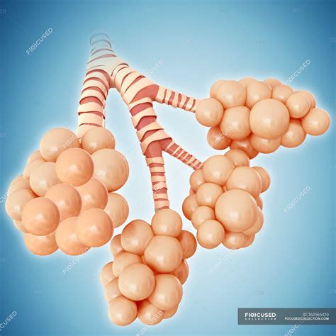 Structure Of Alveoli Of Human Lungs Computer Illustration Simplified