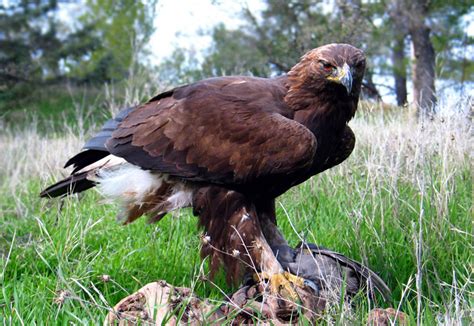 Беркут (Aquila chrysaetus)