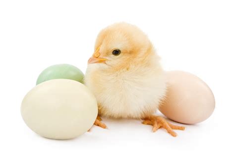Premium Photo | A baby chicken next to easter eggs