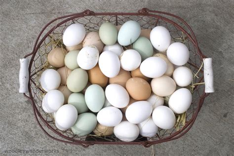 Chicken Egg Sizes And Colors