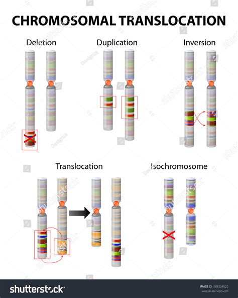 Translocation