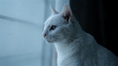 blue eyes profile animal cat  ultra hd wallpaper