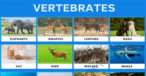 Vertebrates | List of Vertebrate Animals with Interesting Facts • 7ESL 