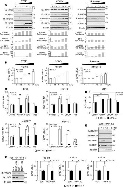 Hsf Is Required For Induction Of Mitochondrial Chaperones During The