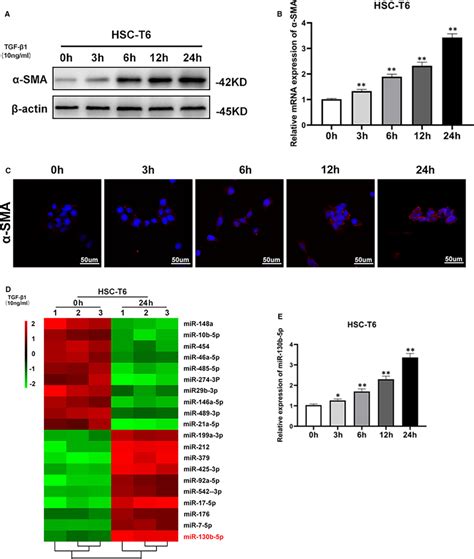 Upregulated Expression Of Mir B P During Hsc Activation A The