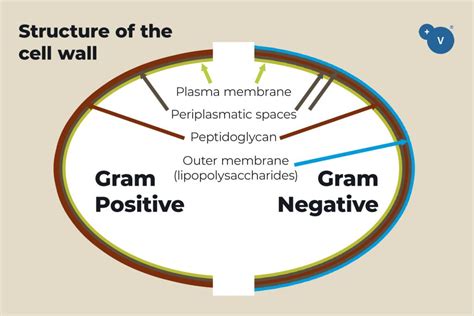 Making Phytogenics More Effective Against Gram Negative Bacteria Use