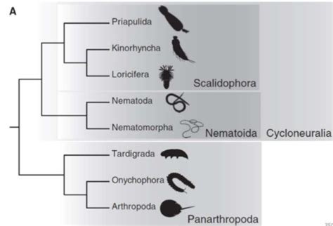 Ecdysozoa Flashcards | Quizlet