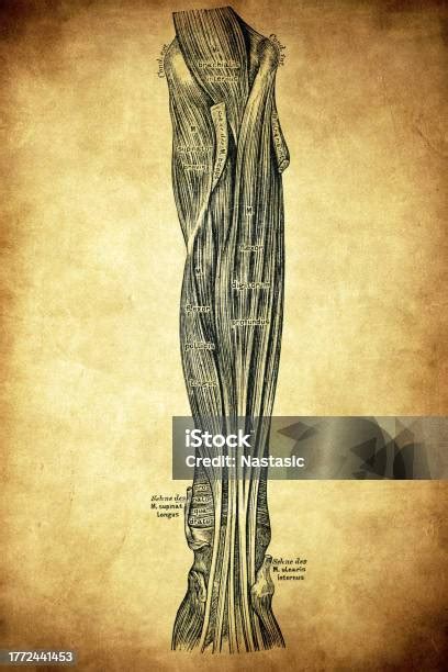 otototot  sisi  lengan bawah ilustrasi stok  gambar