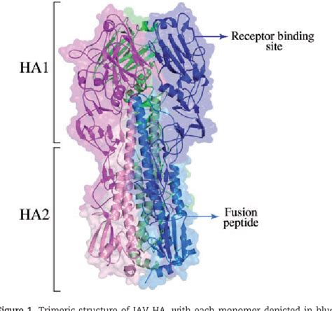 Figure 1 From The Structural Variability Of The Influenza A