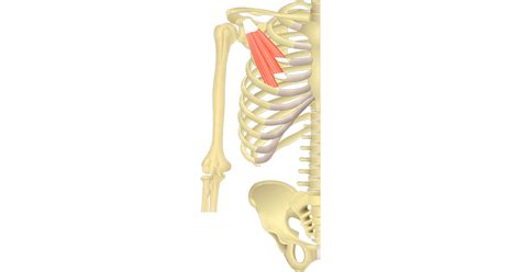 Pectoralis Minor Muscle - Attachment, Action & Innervation | GetBodySmart