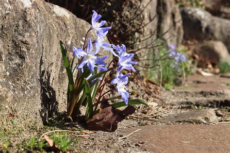 Flor Florecer Primavera Scilla Foto Gratis En Pixabay Pixabay