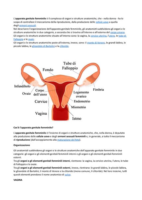 Apparato Genitale Femminile L Apparato Genitale Femminile Il