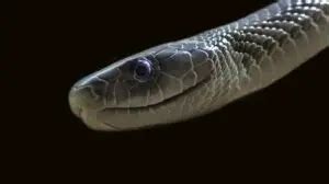 Black Mamba Meaning Symbolism And Totem Sacredsymbo