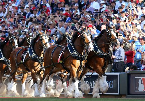 The Budweiser Clydesdales are coming to the Bay Area