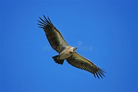 Vautour Africain A Dos Blanc Gyps Africanus Stock Photo Image Of