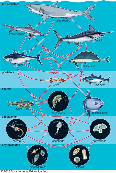 Pin On Ocean Infographics