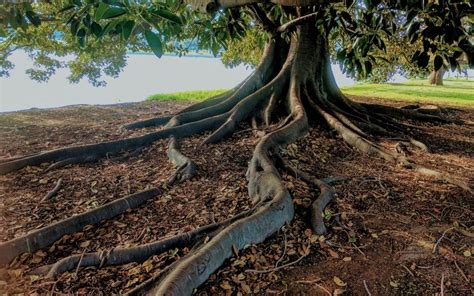 What are the Potential Consequences of Cutting Tree Roots?