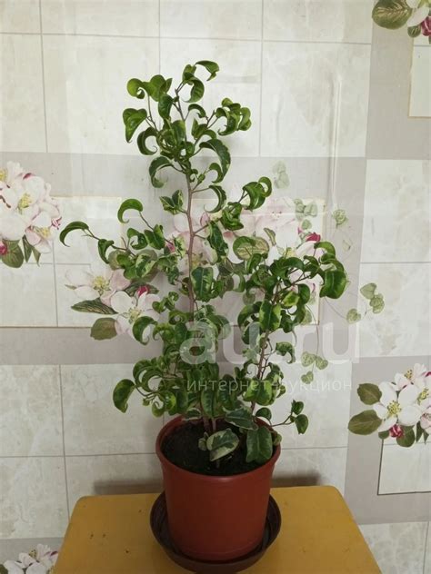 Фикус бенджамина барокко — купить в Красноярске. Горшечные растения и ...