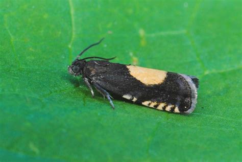 Latest Micro Photos Suffolk Moths The Macro And Micro Moths Of