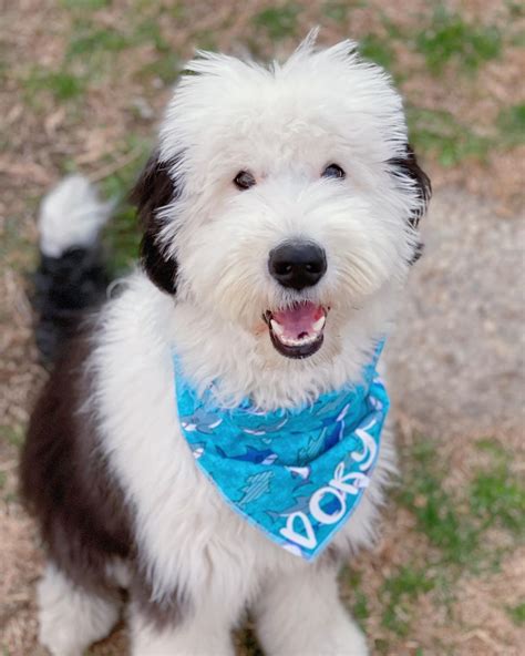 15 Informative and Interesting Facts About Old English Sheepdogs