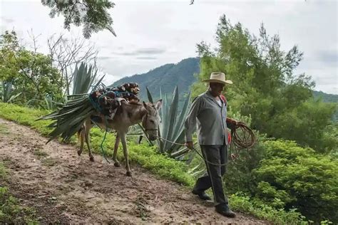 Historia Y Origen Del Mezcal Del Maguey Blog