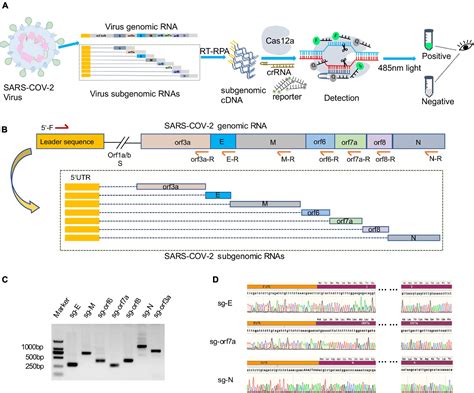 Frontiers Rapid And Specific Detection Of Active SARS CoV 2 With