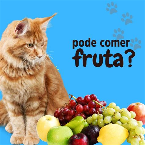 Qual Fruta Gato Pode Comer