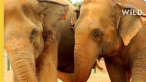 Elephant Best Friends Nat Geo Wild Youtube