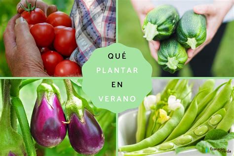 Qué Plantar En Verano Lista Y Consejos