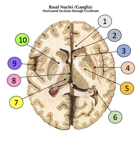 Basal Nuclei Diagram | Quizlet