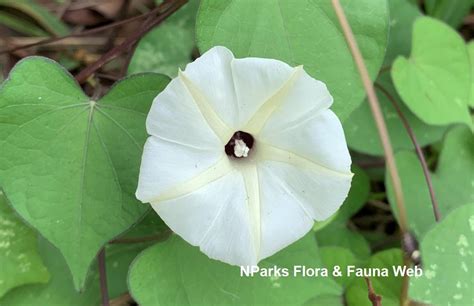 Nparks Ipomoea Obscura