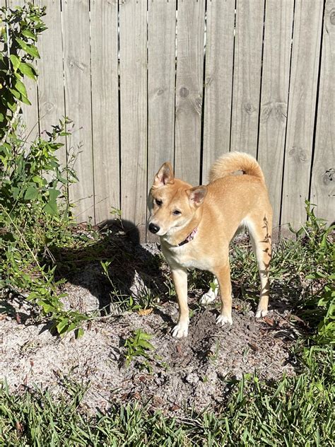 Just A Girl Who Loves Shiba Inus Shiba Inu Dog Li 6